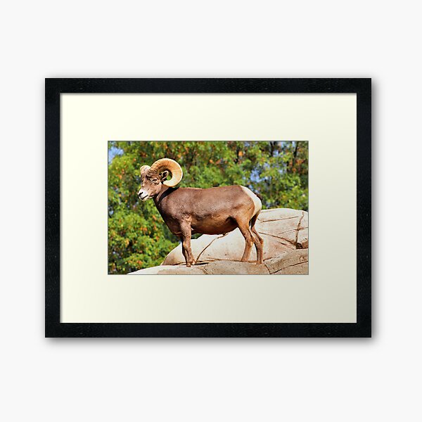 Item preview, Beautiful Ram designed and sold by MaluC.