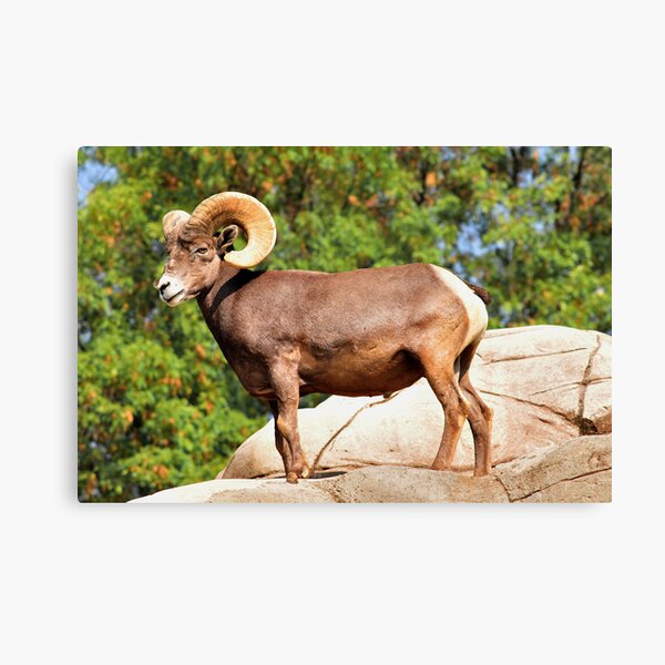 Item preview, Beautiful Ram designed and sold by MaluC.
