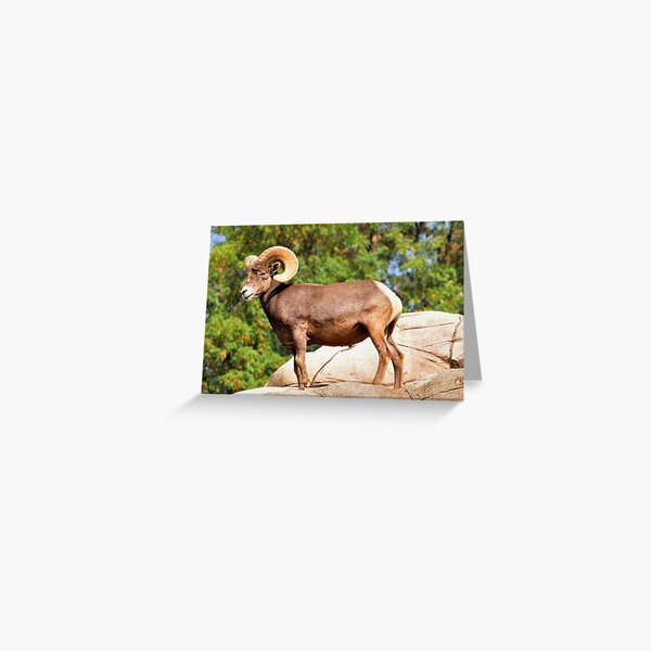 Item preview, Beautiful Ram designed and sold by MaluC.