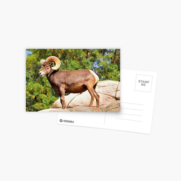 Item preview, Beautiful Ram designed and sold by MaluC.