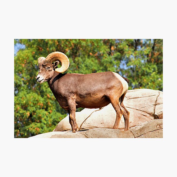 Item preview, Beautiful Ram designed and sold by MaluC.