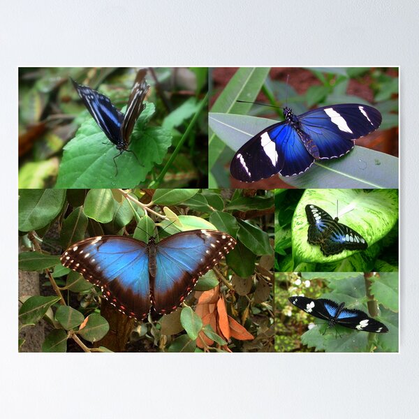 Artikelvorschau, Blue Butterflies entworfen und verkauft von ienemien.