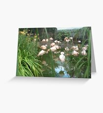 Flamingos flaming at the zoo Greeting Card