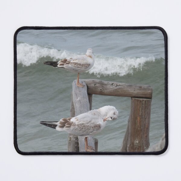 Item preview, Seagulls from Baltic shore designed and sold by Betulek.
