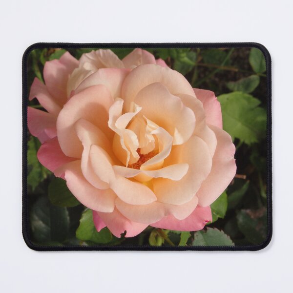 Item preview, Peach Rose flower salmon to yellow gradient designed and sold by Betulek.