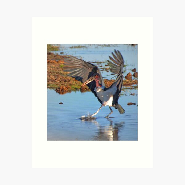 Vista previa del artículo con la obra «Marabou Stork, Chobe National Park, Botswana, Africa», diseñado y vendido por Adrian Paul.