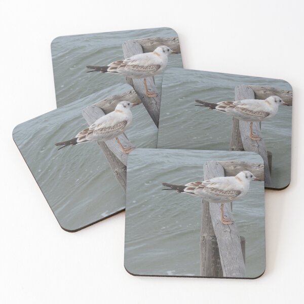 Item preview, Resting seagull designed and sold by Betulek.