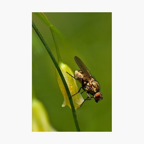 Item preview, Asparagus flower and insect designed and sold by (Tallow) Dave  Van de Laar.