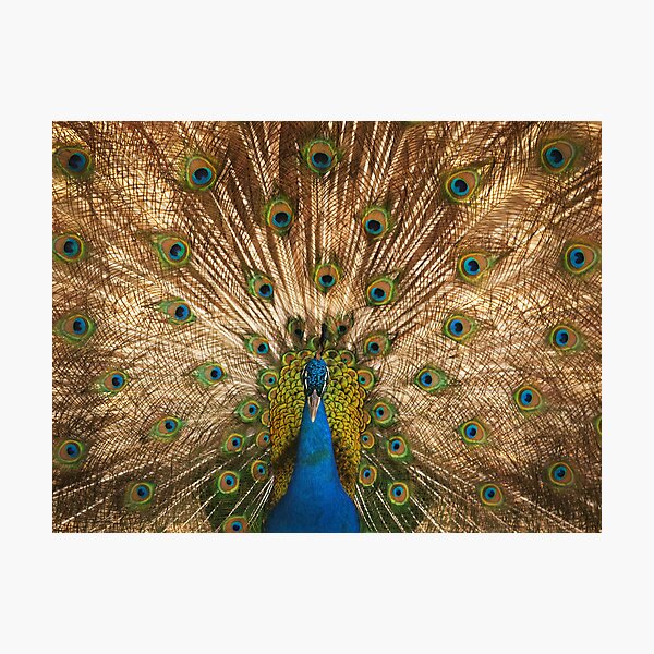 Backlight Photographic Print