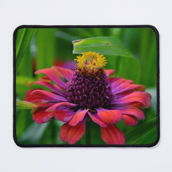 Item preview, Soft Pink Cosmos – Minimal Wildflower Nature Photography designed and sold by BlueRidgeBazaar.