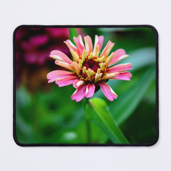 Item preview, Blushing Zinnia – Soft Pink Garden Flower Photography designed and sold by BlueRidgeBazaar.