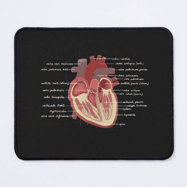 Item preview, Human Heart – Stylized Anatomical Illustration designed and sold by Mad-bidouille.