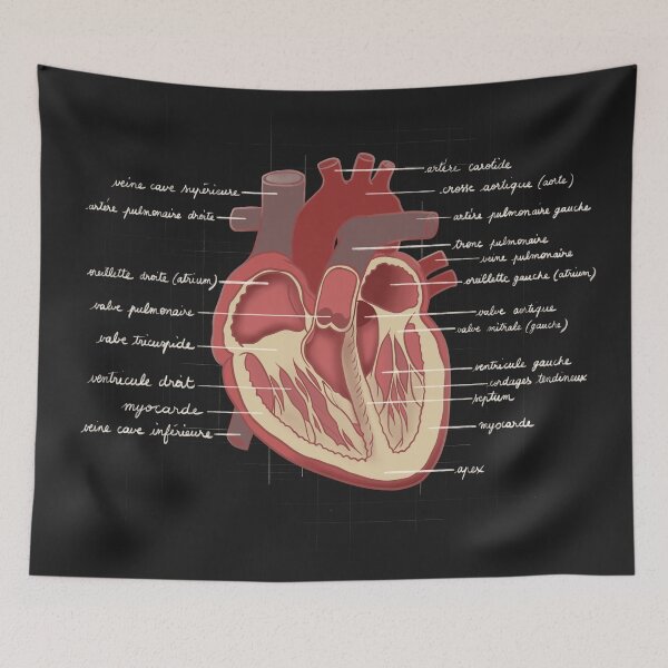 Item preview, Human Heart – Stylized Anatomical Illustration designed and sold by Mad-bidouille.