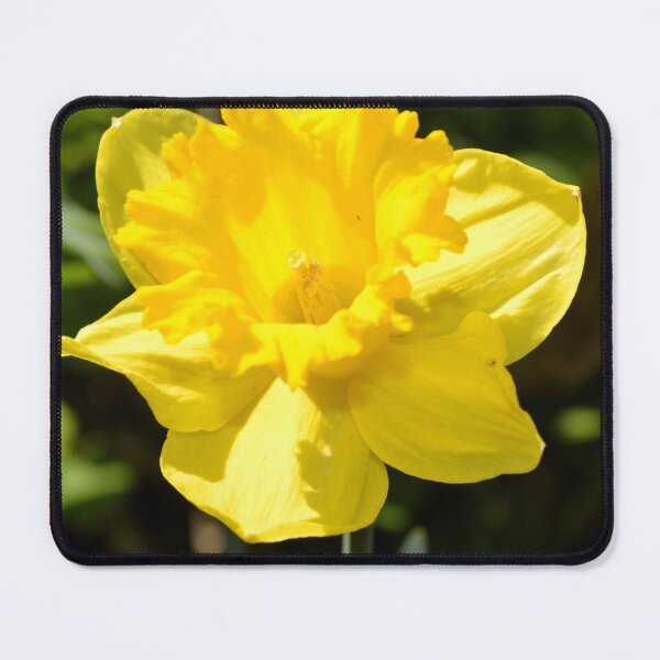 Item preview, Daffodil designed and sold by Aroundabout.