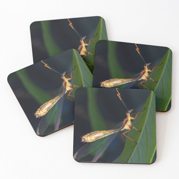 Item preview, Blue eyes lacewing or Nymphes myrmeleonides designed and sold by robdwildlife.