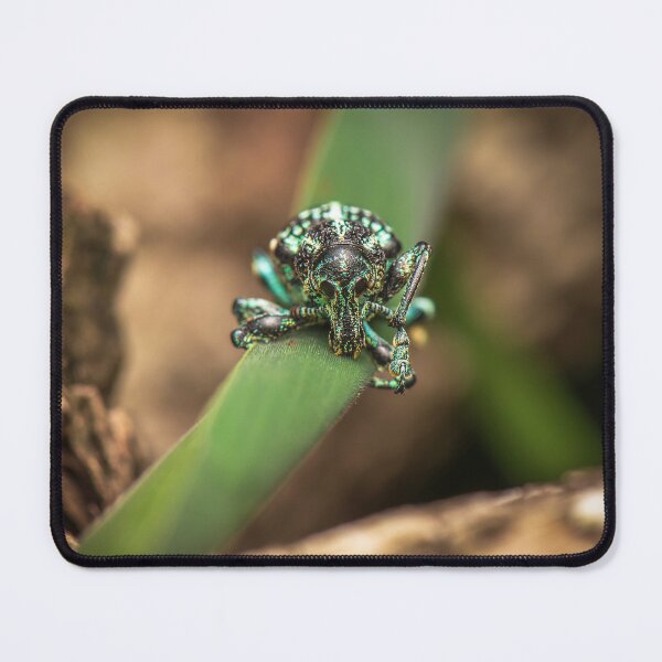 Item preview, Botany Bay Diamond Weevil designed and sold by robdwildlife.