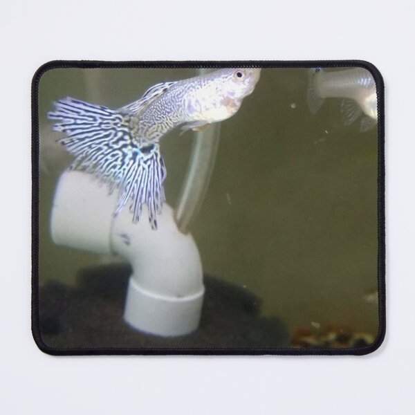 Item preview, Radiant Guppy Calm designed and sold by Khaactorwriter.