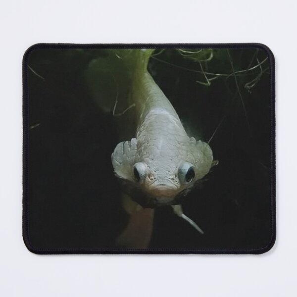 Item preview, Tranquil Guppy Scene designed and sold by Khaactorwriter.