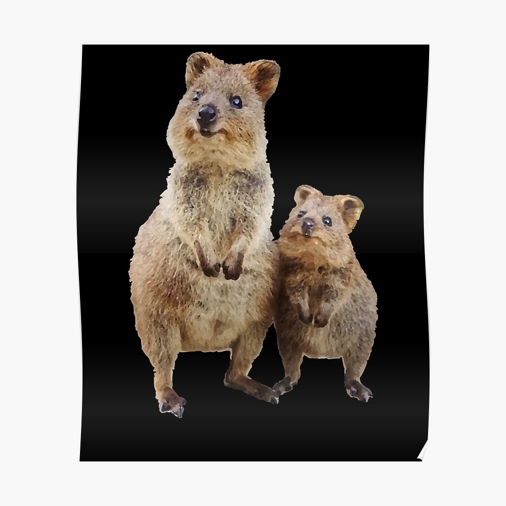 quokka teddy