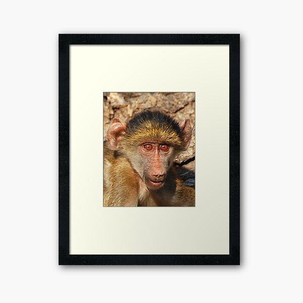 Vista previa del artículo con la obra «Baby Baboon, Chobe National Park, Botswana, Africa», diseñado y vendido por Adrian Paul.