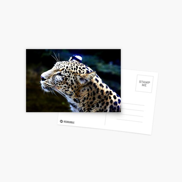 Persian Leopard Postcard