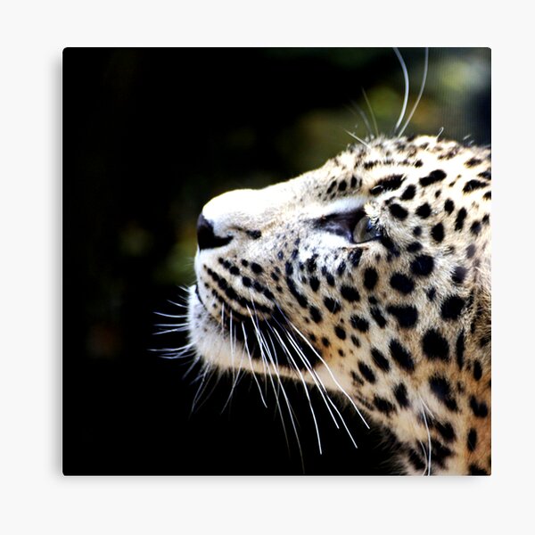 Persian Leopard Canvas Print