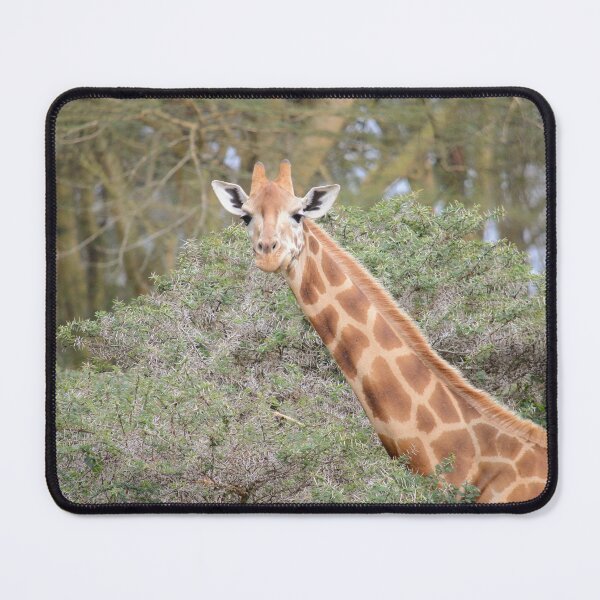 Item preview, Giraffe eating from an Acacia Tree designed and sold by Zoo-World.