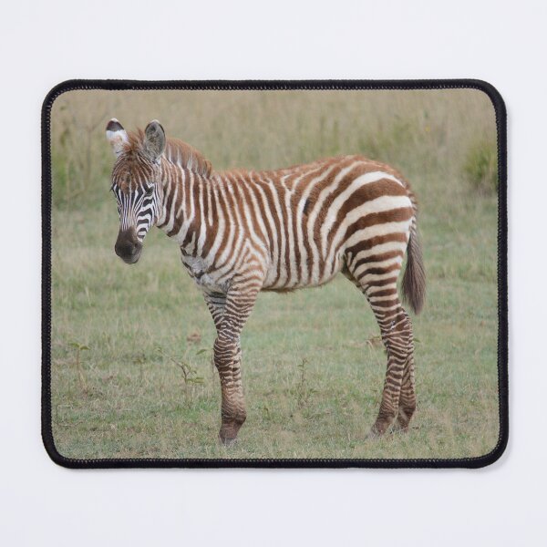 Item preview, Baby Zebra designed and sold by Zoo-World.