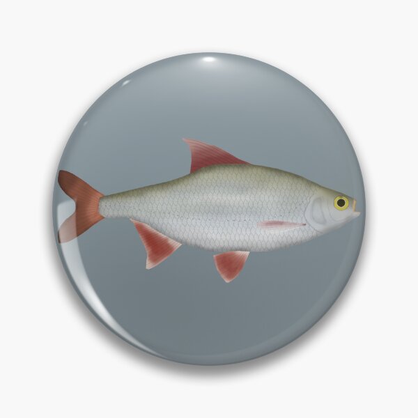 Artikelvorschau, Gemeinsame Rotfeder entworfen und verkauft von fishfolkart.