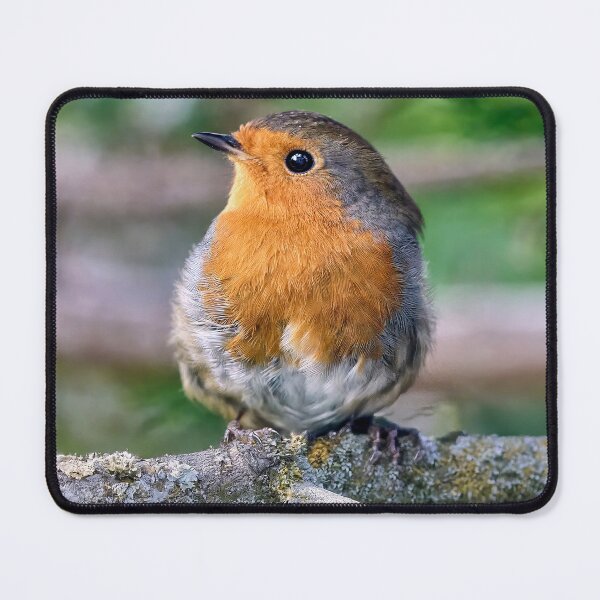 Item preview, Robin Redbreast designed and sold by Tom McPherson Photography.