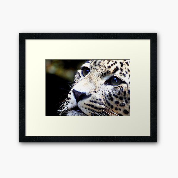 Persian Leopard Framed Art Print