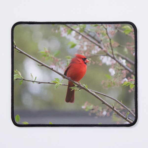Item preview, Red Cardinal in Spring designed and sold by Lsteuart.