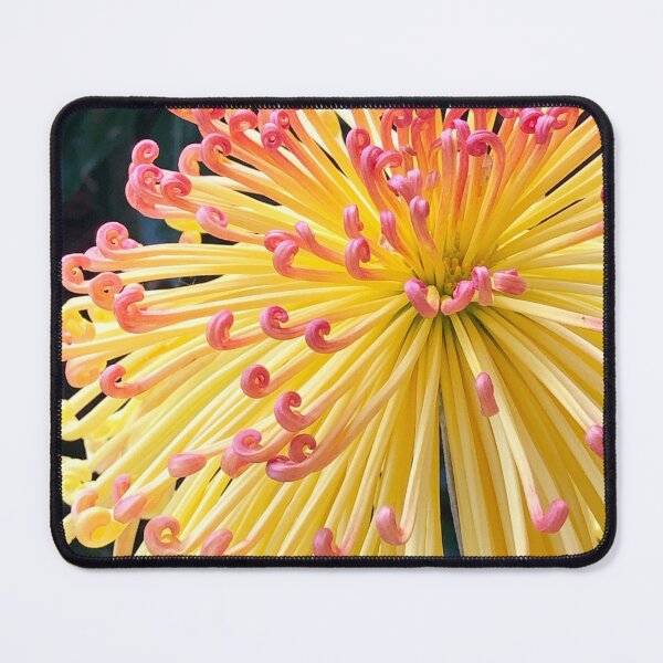 Item preview, Autumn Asian Chrysanthemum  designed and sold by Lsteuart.