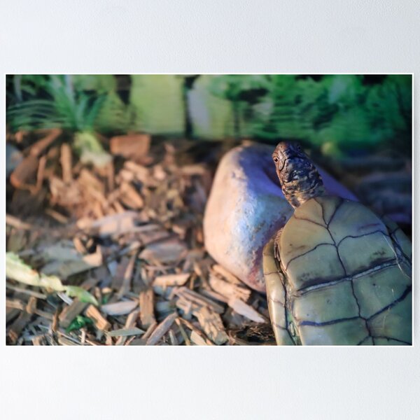 Item preview, Portrait of a Curious Box Turtle designed and sold by izzetsafer.