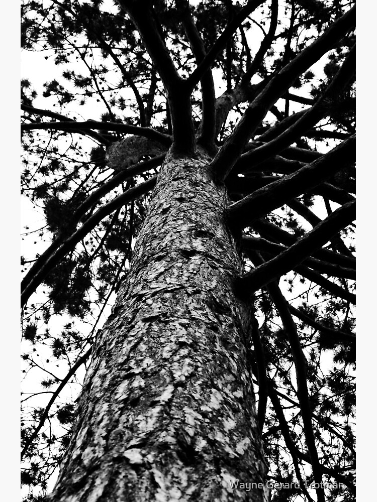 Monochrome Tree by redmoondragon