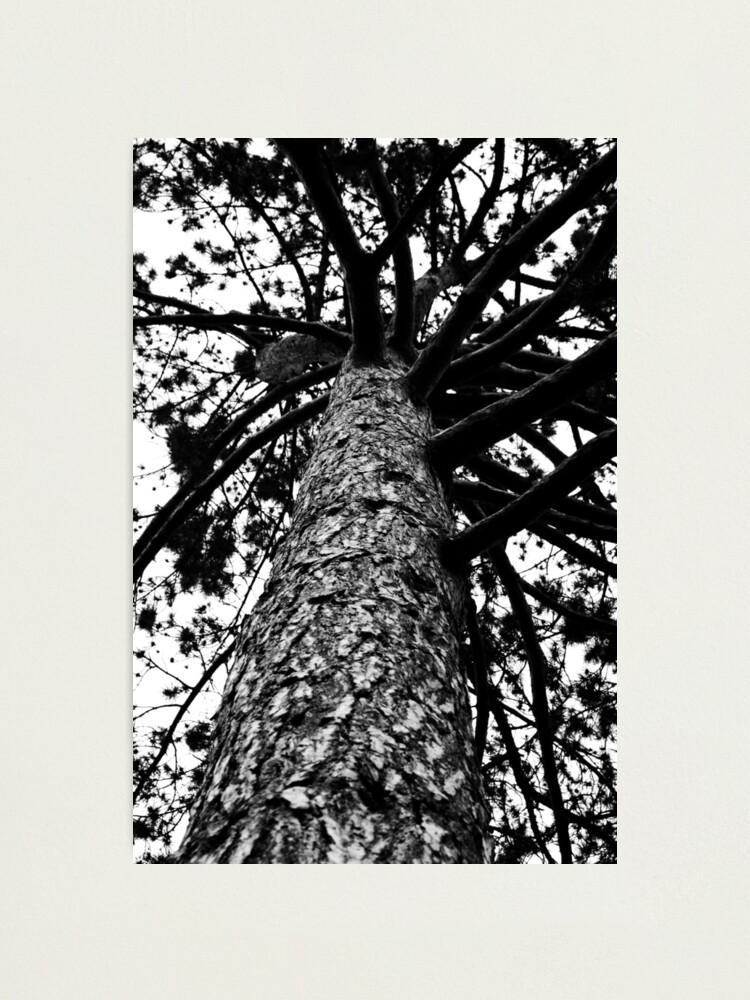 Alternate view of Monochrome Tree Photographic Print