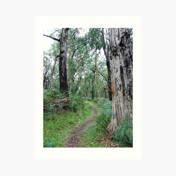 Baldrys bush track Art Print