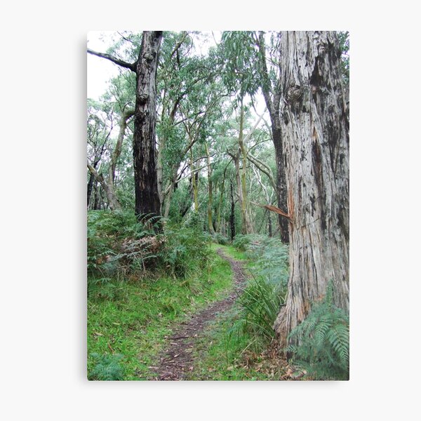 Baldrys bush track Metal Print