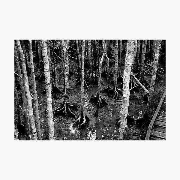 Mangrove trees Photographic Print