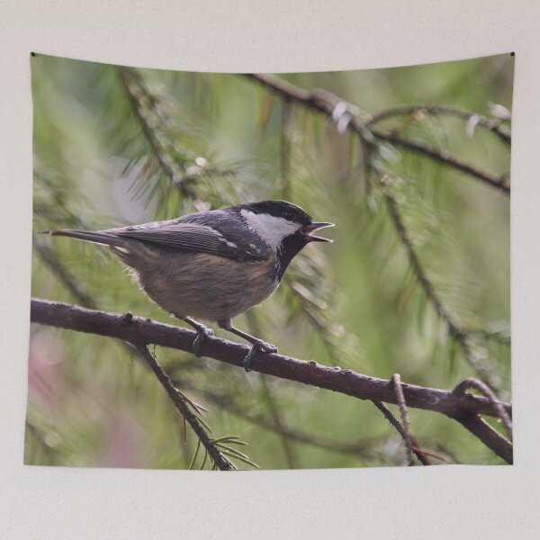 Item preview, Tweet. Coal Tit designed and sold by Jouko Lehto Photography.