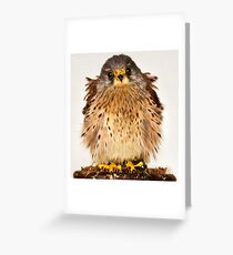 Baby Kestral Greeting Card