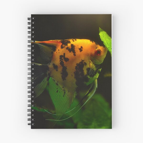 Item preview, Colorful freshwater angelfish swimming among green aquatic plants in an aquarium designed and sold by RastislavS.