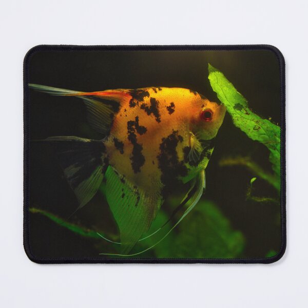 Item preview, Colorful freshwater angelfish swimming among green aquatic plants in an aquarium designed and sold by RastislavS.