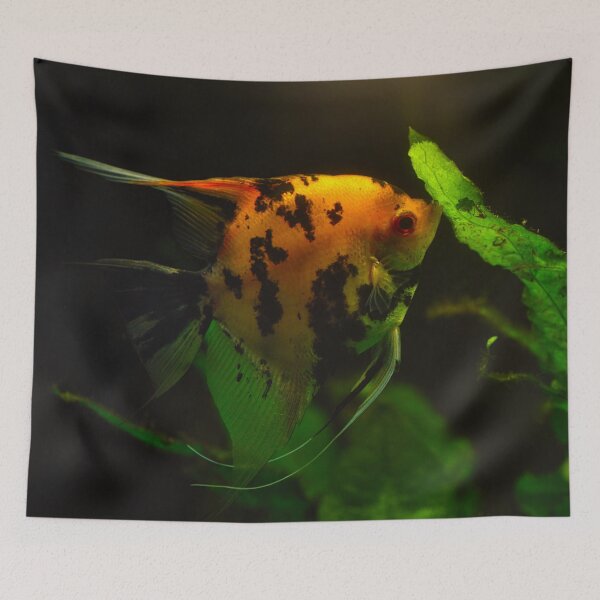Item preview, Colorful freshwater angelfish swimming among green aquatic plants in an aquarium designed and sold by RastislavS.