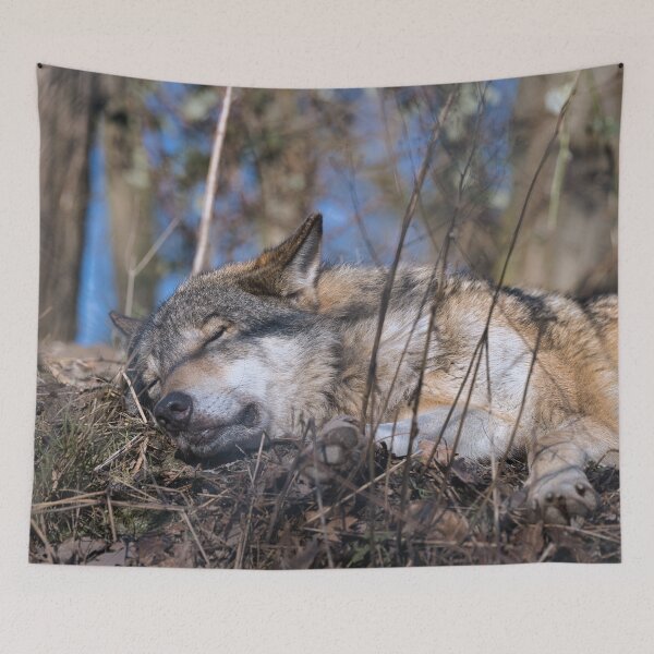 Item preview, Sleeping gray wolf resting peacefully on the forest floor in natural woodland habitat designed and sold by RastislavS.
