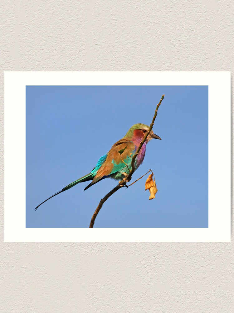 Alternate view of Lilac Breasted Roller, Moremi Game Reserve, Botswana Art Print