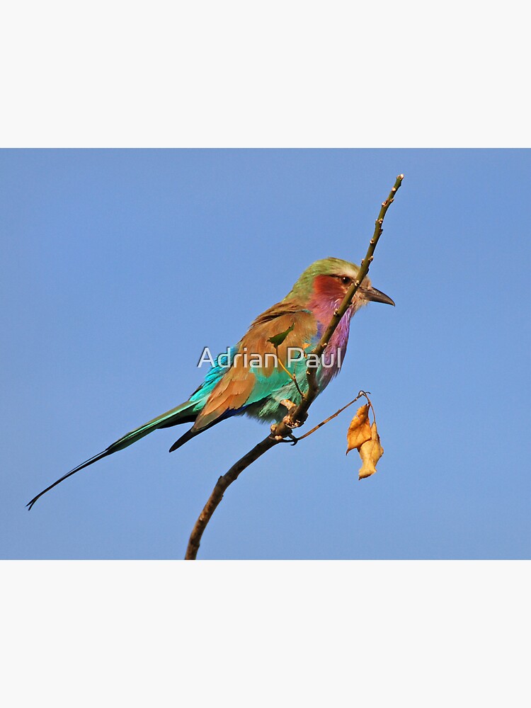 Thumbnail 3 of 3, Art Print, Lilac Breasted Roller, Moremi Game Reserve, Botswana designed and sold by Adrian Paul.