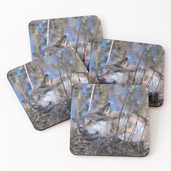 Item preview, Gray wolf resting on the forest floor with alert eyes in a natural woodland environment. designed and sold by RastislavS.