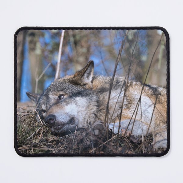 Item preview, Gray wolf resting on the forest floor with alert eyes in a natural woodland environment. designed and sold by RastislavS.