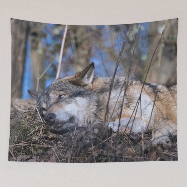 Item preview, Gray wolf resting on the forest floor with alert eyes in a natural woodland environment. designed and sold by RastislavS.